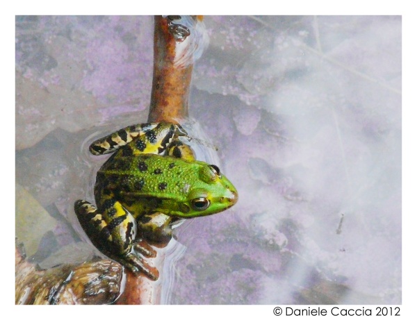 Rana verde - Pelophylax sp. (Toscana)